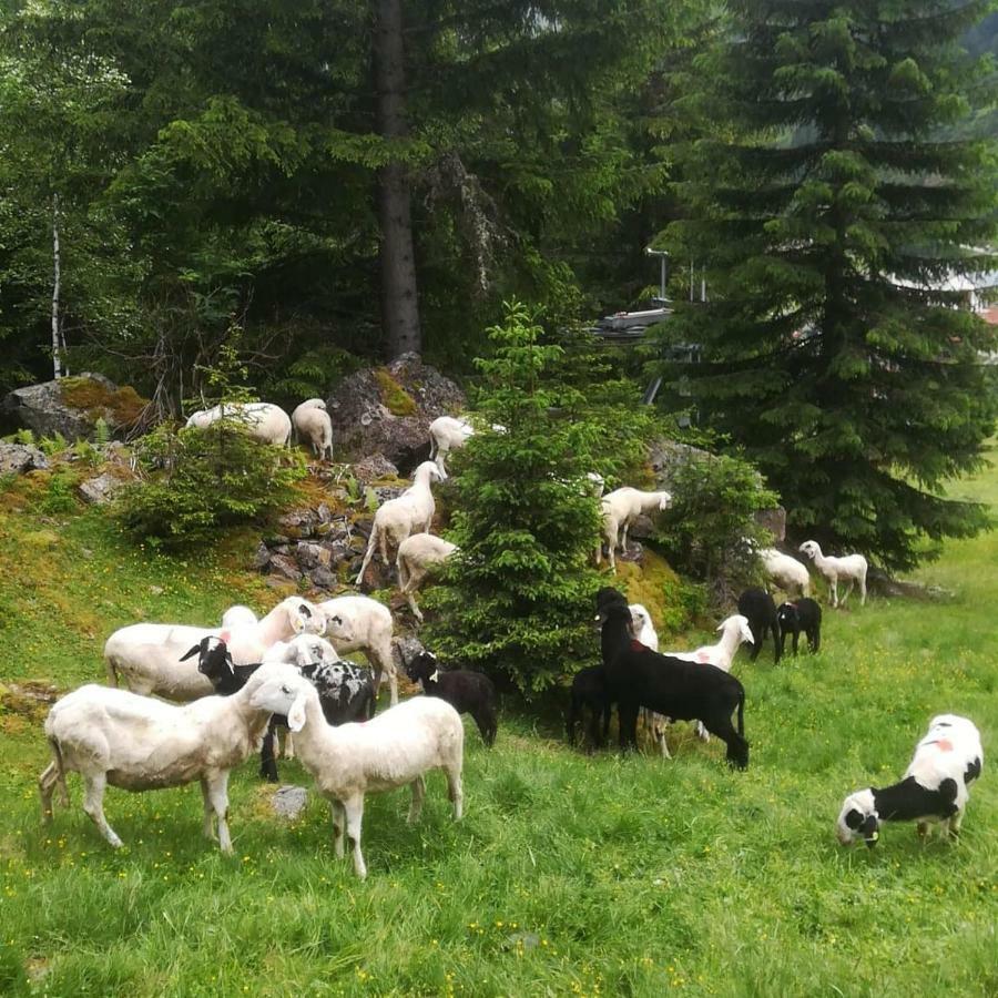 Haus Pechtl Hotell Sankt Leonhard im Pitztal Eksteriør bilde